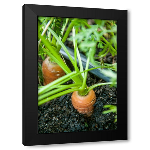 Issaquah-Washington State-USA Yaya carrots growing with tops showing Black Modern Wood Framed Art Print with Double Matting by Horton, Janet