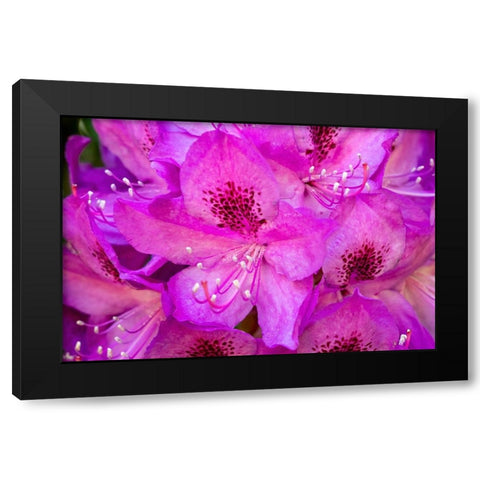 Issaquah-Washington State-USA Deep Pink rhododendron in bloom  Black Modern Wood Framed Art Print by Horton, Janet