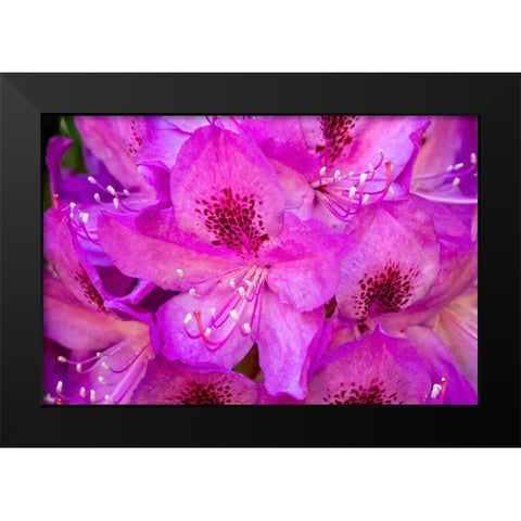 Issaquah-Washington State-USA Deep Pink rhododendron in bloom  Black Modern Wood Framed Art Print by Horton, Janet