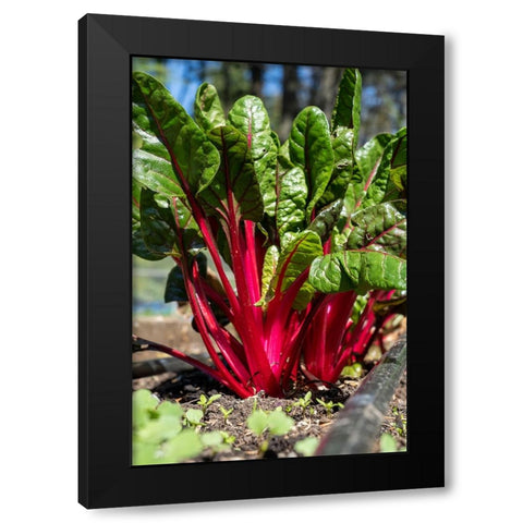 Issaquah-Washington State-USA Over-wintered Ruby Red Chard plants Black Modern Wood Framed Art Print by Horton, Janet