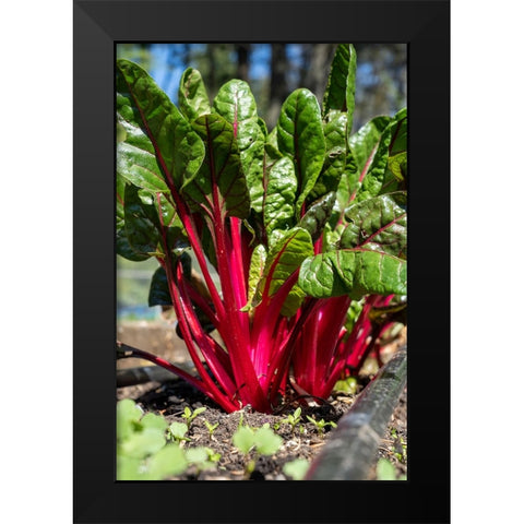 Issaquah-Washington State-USA Over-wintered Ruby Red Chard plants Black Modern Wood Framed Art Print by Horton, Janet