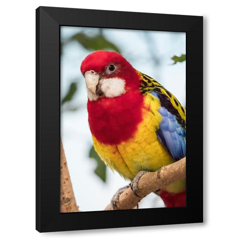 Seattle-Washington State-USA Eastern Rosella Black Modern Wood Framed Art Print by Horton, Janet