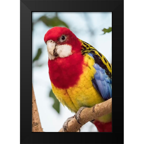 Seattle-Washington State-USA Eastern Rosella Black Modern Wood Framed Art Print by Horton, Janet