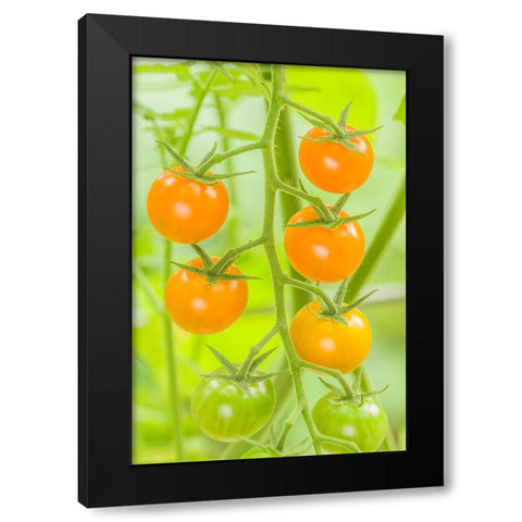 Issaquah-Washington State-USA Cluster of Sun Gold cherry tomatoes Black Modern Wood Framed Art Print with Double Matting by Horton, Janet