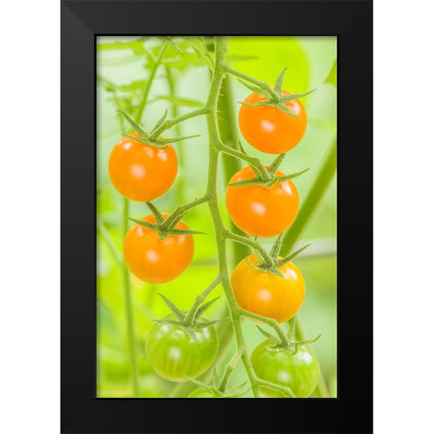 Issaquah-Washington State-USA Cluster of Sun Gold cherry tomatoes Black Modern Wood Framed Art Print by Horton, Janet