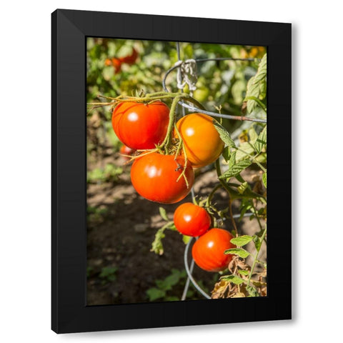 Bellevue-Washington State-USA Ripe Willamette tomatoes on the vine Black Modern Wood Framed Art Print by Horton, Janet