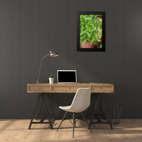 Bellevue-Washington State-USA Spearmint growing in a clay pot Black Modern Wood Framed Art Print by Horton, Janet