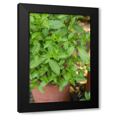 Bellevue-Washington State-USA Spearmint growing in a clay pot Black Modern Wood Framed Art Print with Double Matting by Horton, Janet