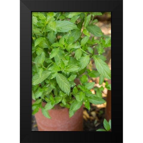 Bellevue-Washington State-USA Spearmint growing in a clay pot Black Modern Wood Framed Art Print by Horton, Janet