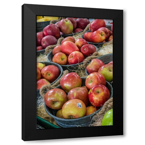 Wenatchee-Washington State-USA Freshly harvested locally grown Fuji and other apples Black Modern Wood Framed Art Print with Double Matting by Horton, Janet