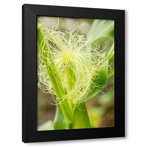 Issaquah-Washington State-USA An ear of unripe corn Black Modern Wood Framed Art Print by Horton, Janet