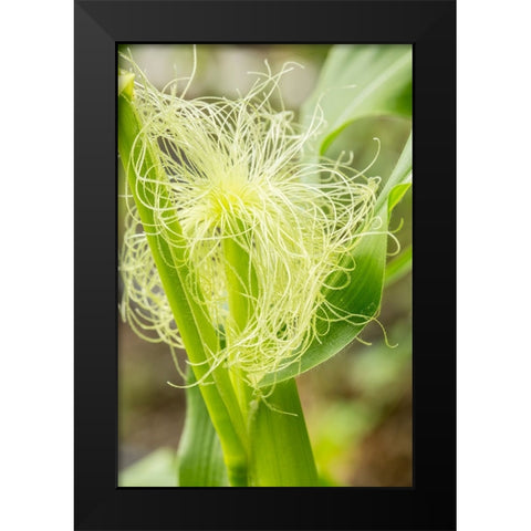 Issaquah-Washington State-USA An ear of unripe corn Black Modern Wood Framed Art Print by Horton, Janet
