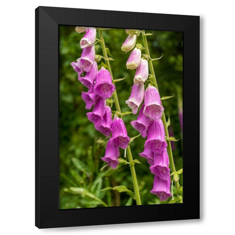 Issaquah-Washington State-USA Common Foxglove (Digitalis purpurea) Black Modern Wood Framed Art Print by Horton, Janet