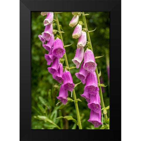 Issaquah-Washington State-USA Common Foxglove (Digitalis purpurea) Black Modern Wood Framed Art Print by Horton, Janet