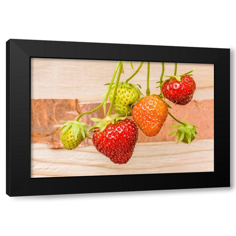 Issaquah-Washington State-USA Everbearing strawberries Black Modern Wood Framed Art Print with Double Matting by Horton, Janet