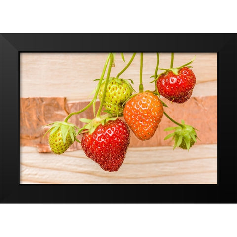 Issaquah-Washington State-USA Everbearing strawberries Black Modern Wood Framed Art Print by Horton, Janet