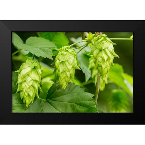Issaquah-Washington State-USA Close-up of hops cones Black Modern Wood Framed Art Print by Horton, Janet
