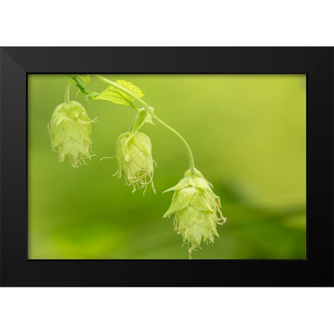 Issaquah-Washington State-USA Close-up of hops cones Black Modern Wood Framed Art Print by Horton, Janet