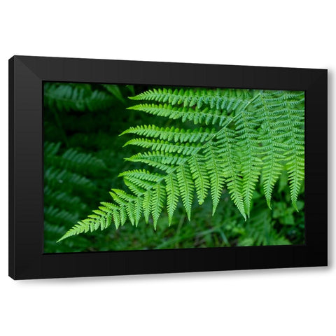 Issaquah-Washington State-USA Lady fern plant Black Modern Wood Framed Art Print with Double Matting by Horton, Janet