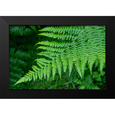 Issaquah-Washington State-USA Lady fern plant Black Modern Wood Framed Art Print by Horton, Janet