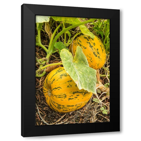 Issaquah-Washington State-USA Kakai pumpkins growing in a garden Black Modern Wood Framed Art Print by Horton, Janet