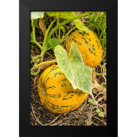Issaquah-Washington State-USA Kakai pumpkins growing in a garden Black Modern Wood Framed Art Print by Horton, Janet