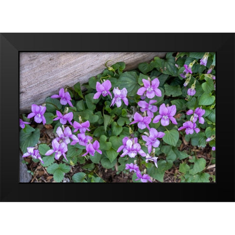 Issaquah-Washington State-USA Viola sororia or called Common Blue Violet Black Modern Wood Framed Art Print by Horton, Janet