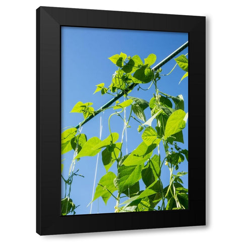 Maple Valley-Washington State-USA Good Mother Stallard heirloom pole green beans Black Modern Wood Framed Art Print with Double Matting by Horton, Janet