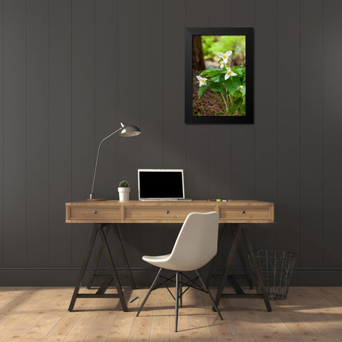 Issaquah-Washington State-USA Western Trillium wildflowers Black Modern Wood Framed Art Print by Horton, Janet