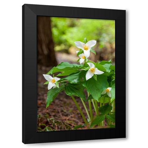 Issaquah-Washington State-USA Western Trillium wildflowers Black Modern Wood Framed Art Print by Horton, Janet