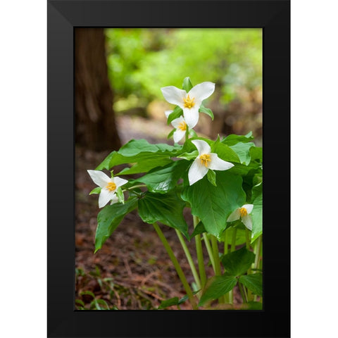 Issaquah-Washington State-USA Western Trillium wildflowers Black Modern Wood Framed Art Print by Horton, Janet