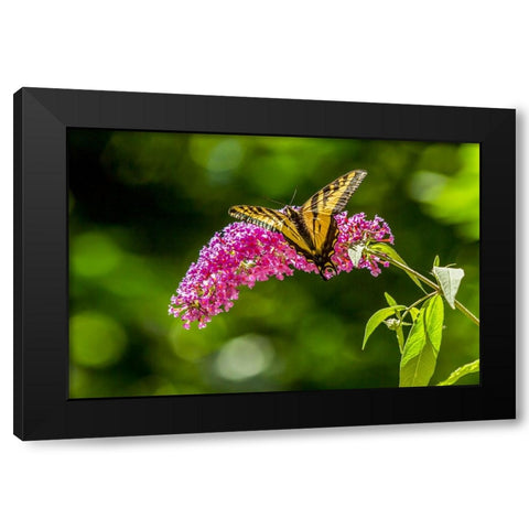 Issaquah-Washington State-USA Western Tiger Swallowtail butterfly Black Modern Wood Framed Art Print by Horton, Janet