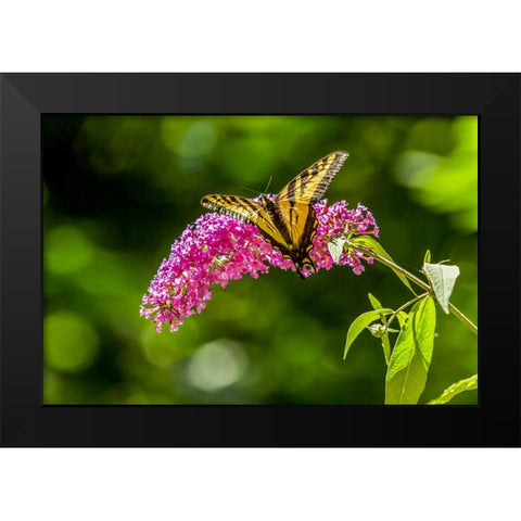 Issaquah-Washington State-USA Western Tiger Swallowtail butterfly Black Modern Wood Framed Art Print by Horton, Janet