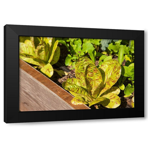 Issaquah-Washington State-USA Flashy Trouts Back Lettuce plants Black Modern Wood Framed Art Print with Double Matting by Horton, Janet