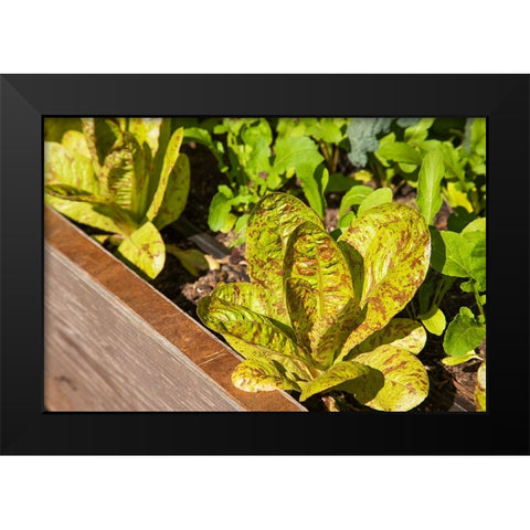 Issaquah-Washington State-USA Flashy Trouts Back Lettuce plants Black Modern Wood Framed Art Print by Horton, Janet