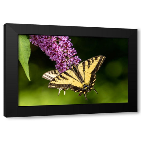 Issaquah-Washington State-USA Two Western Tiger Swallowtail butterflies Black Modern Wood Framed Art Print with Double Matting by Horton, Janet