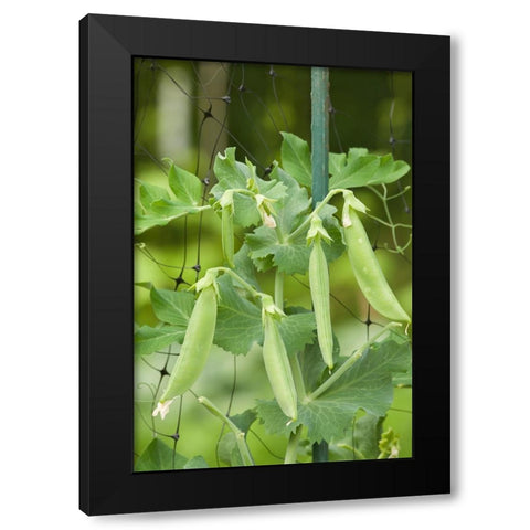 Issaquah-Washington State-USA Sugar snap peas growing on a netting trellis strung between poles Black Modern Wood Framed Art Print by Horton, Janet