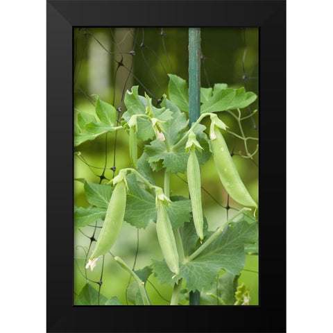 Issaquah-Washington State-USA Sugar snap peas growing on a netting trellis strung between poles Black Modern Wood Framed Art Print by Horton, Janet