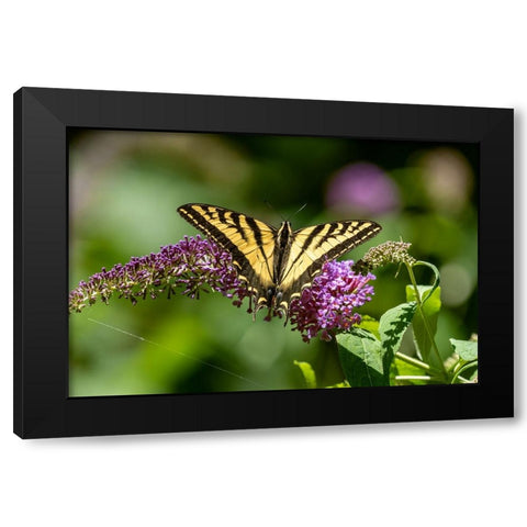 Issaquah-Washington State-USA Western Tiger Swallowtail butterfly pollinating a Butterfly Bush Black Modern Wood Framed Art Print with Double Matting by Horton, Janet