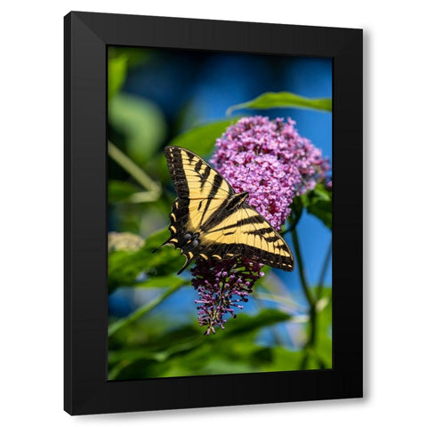 Issaquah-Washington State-USA Western Tiger Swallowtail butterfly pollinating a Butterfly Bush Black Modern Wood Framed Art Print with Double Matting by Horton, Janet