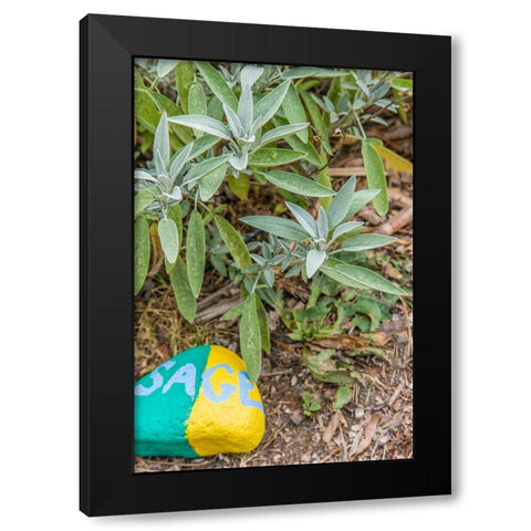Issaquah-Washington State-USA Sage plant with a painted rock saying sage in an herb garden Black Modern Wood Framed Art Print with Double Matting by Horton, Janet