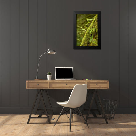 Hobart-Washington State-USA Moss-covered tree with licorice ferns growing out of it Black Modern Wood Framed Art Print by Horton, Janet