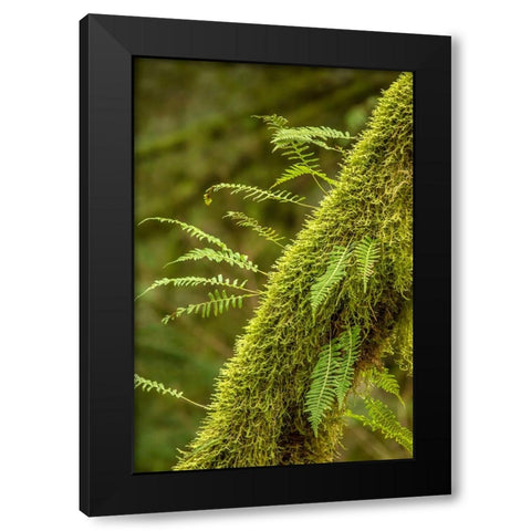 Hobart-Washington State-USA Moss-covered tree with licorice ferns growing out of it Black Modern Wood Framed Art Print by Horton, Janet