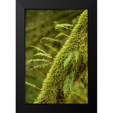 Hobart-Washington State-USA Moss-covered tree with licorice ferns growing out of it Black Modern Wood Framed Art Print by Horton, Janet