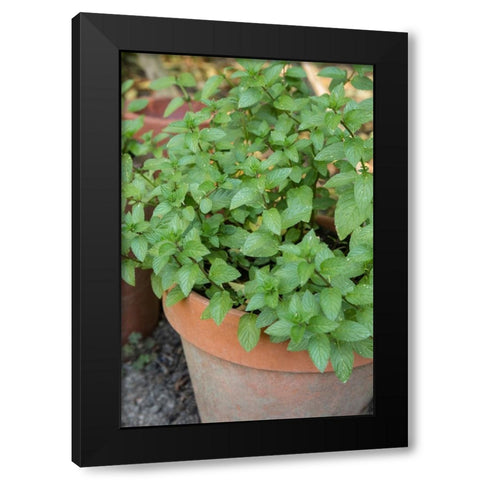 Bellevue-Washington State-USA Chocolate mint plants growing in a container garden Black Modern Wood Framed Art Print by Horton, Janet