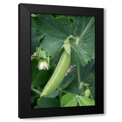 Issaquah-Washington State-USA Sugar Snap Pea plant with blossom and small pea pod Black Modern Wood Framed Art Print with Double Matting by Horton, Janet