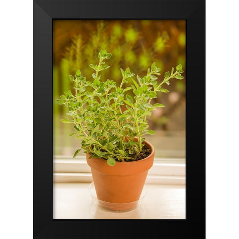 Issaquah-Washington State-USA Clay pot of Greek Oregano sitting on a windowsill Black Modern Wood Framed Art Print by Horton, Janet