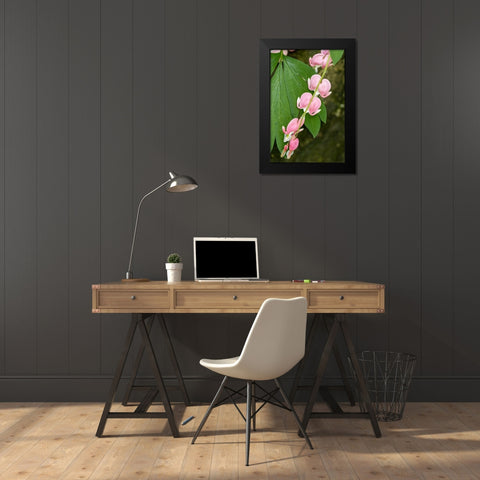 Issaquah-Washington State-USA Bleeding Heart (Lamprocapnos spectabilis) flowers Black Modern Wood Framed Art Print by Horton, Janet