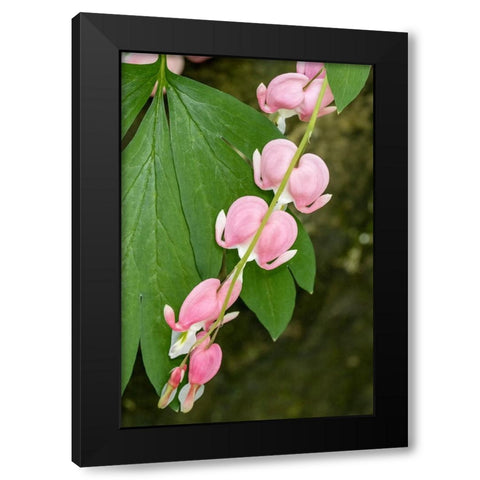 Issaquah-Washington State-USA Bleeding Heart (Lamprocapnos spectabilis) flowers Black Modern Wood Framed Art Print by Horton, Janet