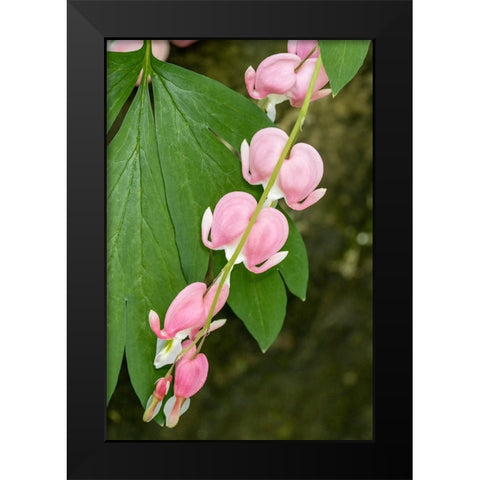 Issaquah-Washington State-USA Bleeding Heart (Lamprocapnos spectabilis) flowers Black Modern Wood Framed Art Print by Horton, Janet